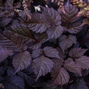 Chocolate Shogun Astilbe (Astilbe 'Chocolate Shogun') - 1 gallon