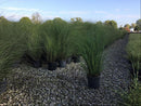 Scout Maiden Grass (Miscanthus 'M. S. Scout') - 3 gallon
