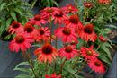 Kismet™ Red Coneflower (Echinacea kismet 'Red') - 3QT
