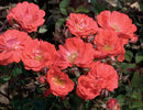 Coral Drift® Rose (Rosa 'Drift Meidrifora') - QT