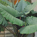 Sumo Elephant Ear (Alocasia 'Sumo') - 1 gallon
