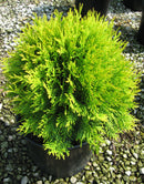 Golden Globe Arborvitae (Thuja occidentalis 'Globosa Aurea') - 3 gallon 12"