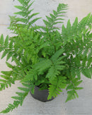 Robust Male Fern (Dryopteris filix-mas undulata 'Robusta') - 1 gallon