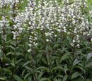 Husker Red Beardtongue (Penstemon digitalis 'Husker Red') - 1 gallon