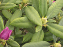 Boursault Rhododendron (Rhododendron catawbiense 'Boursalt') - 3 gallon 15"