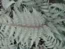 Ghost Fern (Athyrium x 'Ghost') - 1 gallon