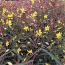 Purple-Flowered Loosestrife (Lysimachia L 'Burundy Mist') - 1 gallon