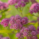 Little Spark® Spirea (Spiraea JAP 'Little Spark') - 3 gallon 15"