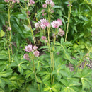 Masterpiece Masterwort (Astrantia major ‘Masterpiece’) - 1 gallon