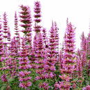 Prince’s Plume Agastache (Agastache ‘Prince’s Plume’) - 1 gallon