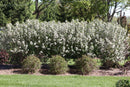 Low Scape Snowfire® Chokeberry (Aronia melanocarpa ‘Snowfire’) - QT