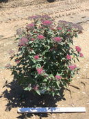 Double Play® Red Spirea (Spiraea JAP 'Dbl Play Red') - QT
