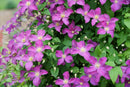 Jolly Good™ Clematis (Clematis Jolly Good™) - QT