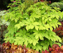 Golden Japanese Spikenard (Aralia cordata 'Sun King') - QT