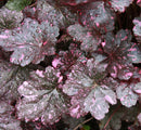Midnight Rose Coral Bells (Heuchera midnight 'Midnight Rose') - QT