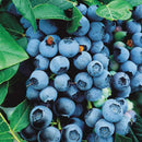 Bluecrop Highbush Blueberry (Vaccinium bluecrop 'Bluecrop') - 1 gallon 10"