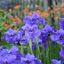 Ruffled Velvet Siberian Iris (Iris siberica 'Ruffled Velvet') - 1 gallon