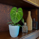 Anthurium Clarinervium Hybrid - 4 Inch Indoor Houseplant