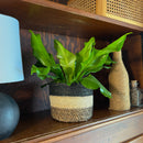 Nidus Bird's Nest Fern (Asplenium Nidus) - 6 Inch Indoor Houseplant