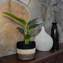 Philodendron Green Congo (Philodendron Tatei 'Congo) - 6 Inch Indoor Houseplant