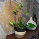 Heart Fern (Hemionitis Arifolia) - 6 Inch Indoor Houseplant