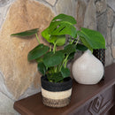 Monstera Deliciosa - 6 Inch Indoor Houseplant