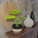 Monstera Super Golden (Monstera Deliciosa 'Aurea') - 6 Inch Indoor Houseplant