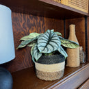 Alocasia Silver Dragon (Alocasia Baginda 'Silver Dragon') - 6 Inch Indoor Houseplant