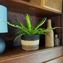 Victoria Bird's Nest Fern (Asplenium Antiquum 'Victoria') - 6 Inch Indoor Houseplant
