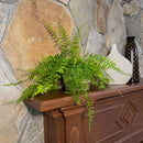 True Boston Fern (Nephrolepis Exaltata) - 6 Inch Indoor Houseplant