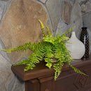Tiger Stripe Boston Fern (Nephrolepis Exaltata 'Tiger Fern') - 6 Inch Indoor Houseplant