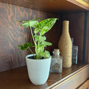 Alocasia Blizzard (Alocasia Odora 'Batik Blizzard') - 4 Inch Indoor Houseplant