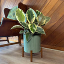 Variegated Rubber Tree (Ficus Elastica 'Tineke') - 8 Inch Indoor Houseplant