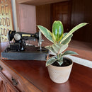 Variegated Rubber Plant (Ficus Elastica 'Tineke') - 6 Inch Indoor Houseplant