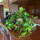Green Ivy (Hedera Helix) - 6 Inch Indoor Houseplant