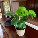 Monstera Deliciosa - 6 Inch Indoor Houseplant