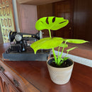 Monstera Super Golden (Monstera Deliciosa 'Aurea') - 6 Inch Indoor Houseplant