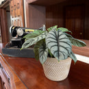 Alocasia Silver Dragon (Alocasia Baginda 'Silver Dragon') - 6 Inch Indoor Houseplant
