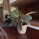 Ruby Rubber Plant (Ficus Elastica 'Ruby') - 6 Inch Indoor Houseplant