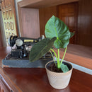 Alocasia Regal Shield (Alocasia Odora x Alocasia Reginula) - 6 Inch Indoor Houseplant