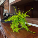 Tiger Stripe Boston Fern (Nephrolepis Exaltata 'Tiger Fern') - 6 Inch Indoor Houseplant
