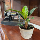 Philodendron Rojo Congo (Philodendron Tatei 'Congo Rojo) - 6 Inch Indoor Houseplant