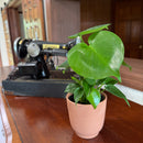 Monstera Deliciosa - 4 Inch Indoor Houseplant