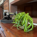 Spider Curly (Chlorophytum Comosum 'Bonnie') - 6 Inch Indoor Houseplant