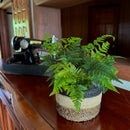 Rabbit Foot Footed Fern (Davallia Fejeensis) - 6 Inch Indoor Houseplant