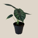 Alocasia Dragon Scale (Alocasia Baginda 'Dragon Scale') - 4 Inch Indoor Houseplant
