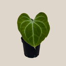 Anthurium Clarinervium Hybrid - 4 Inch Indoor Houseplant