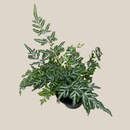Silver Lace Fern (Pteris Ensiformis 'Evergemiensis') - 4 Inch Indoor Houseplant