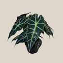 Alocasia Polly (Alocasia x Amazonica 'Polly') - 6 Inch Indoor Houseplant