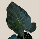 Alocasia Regal Shield (Alocasia Odora x Alocasia Reginula) - 6 Inch Indoor Houseplant